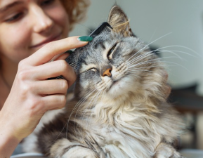 How Often Should You Groom a Cat?